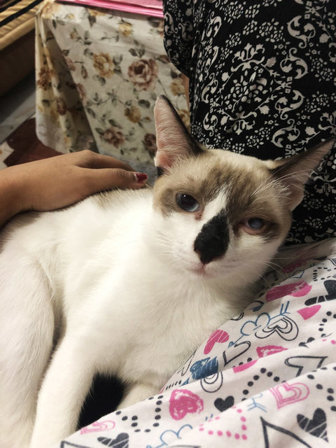 Milo - Domestic Short Hair Cat