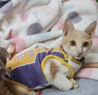 Playful Kitten Peaches  - Domestic Short Hair Cat