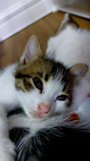Fani & Babies - Domestic Medium Hair Cat