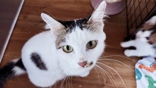 Fani & Babies - Domestic Medium Hair Cat