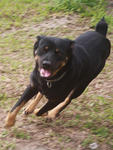 Rambo - Rottweiler Mix Dog