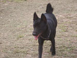 Hachi - Australian Kelpie Mix Dog