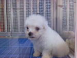 Maltese Puppy 2 Months Old - Sold - Maltese Dog