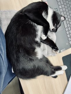 Lulu - Tuxedo + Domestic Short Hair Cat