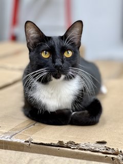 Lulu - Tuxedo + Domestic Short Hair Cat