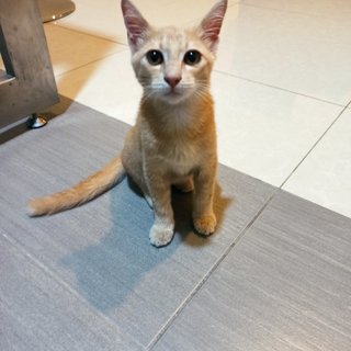 Timmy - Domestic Medium Hair Cat
