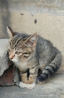 Mily - Domestic Short Hair Cat