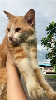 Sunny - Domestic Medium Hair Cat