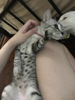 Grey  - Tabby + Silver Cat
