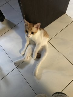 Willow - Domestic Short Hair Cat