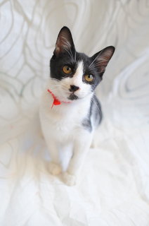 Owen - Domestic Short Hair Cat