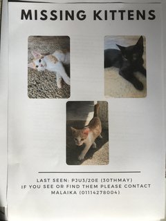 3 Missing Kittens - Tabby Cat