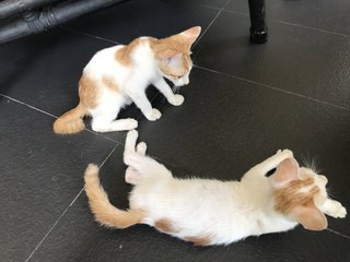 Zumba  (Zazu & Zina) - Domestic Short Hair Cat