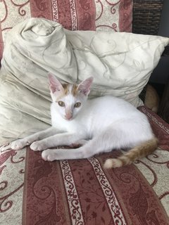 Zumba  (Zazu & Zina) - Domestic Short Hair Cat