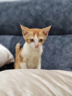 Kitty  - Tabby Cat