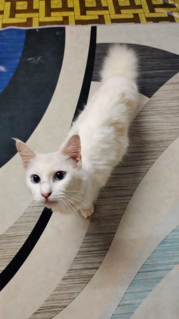 Sky - Turkish Angora + Domestic Medium Hair Cat