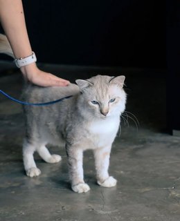 Mr Soots - Domestic Short Hair Cat