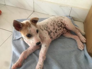Pinky - Mixed Breed Dog
