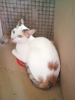 Amei - Domestic Short Hair Cat