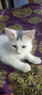 (No Name) - Domestic Short Hair + Domestic Medium Hair Cat