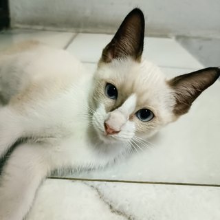 Kitten＃3 Cream - Snowshoe Cat