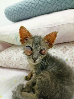 Spud - Tabby Cat