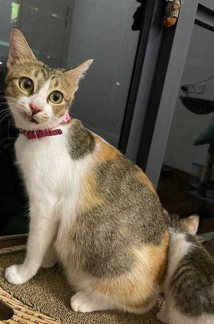 Lotus Elise  - Domestic Short Hair Cat
