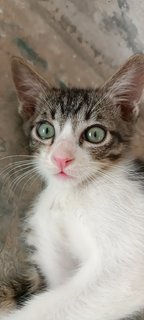 Kitten#4 Milk - Domestic Short Hair Cat