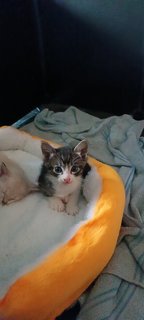 Kitten#4 Milk - Domestic Short Hair Cat