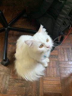 Eyauw - Persian + Domestic Long Hair Cat