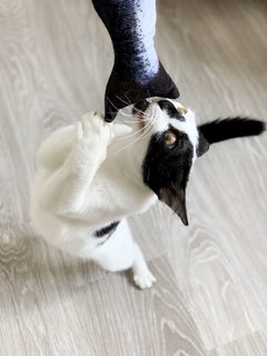 Stalker - Domestic Short Hair Cat