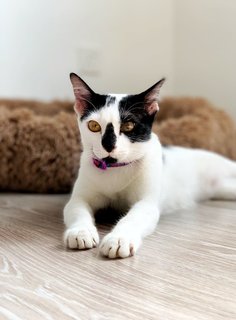 Stalker - Domestic Short Hair Cat
