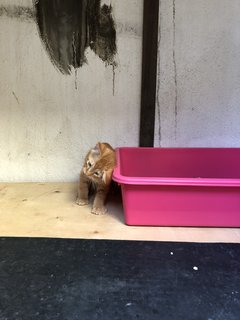 Honey - Domestic Short Hair + Calico Cat