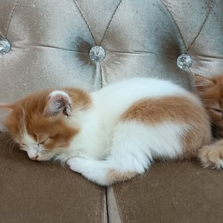 Poki - Persian + Domestic Medium Hair Cat