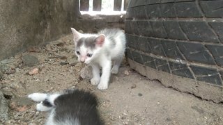 Meow And 5 Kitten - Domestic Medium Hair + Domestic Short Hair Cat