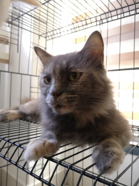 Muji - Maine Coon + Domestic Long Hair Cat