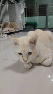 Tang Yuan  - Domestic Short Hair Cat