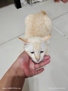 Tang Yuan  - Domestic Short Hair Cat