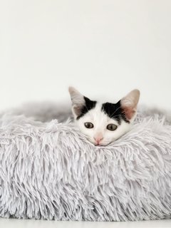 Princess Parkour - Domestic Short Hair Cat