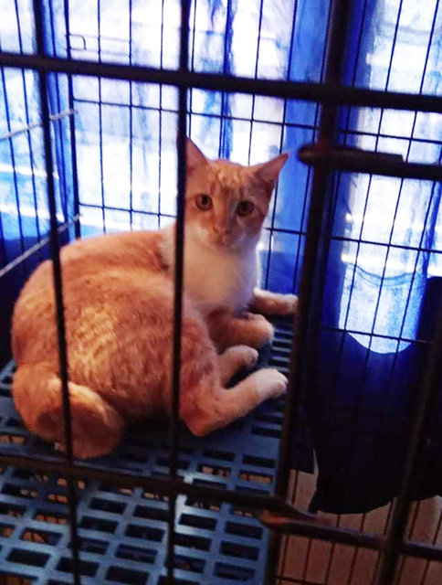 Orange White Kissy Male Kitten - Domestic Short Hair Cat