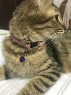 Penny - Bengal + Domestic Long Hair Cat