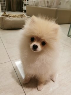 Mash - Pomeranian Dog