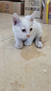 Mimi - Domestic Medium Hair Cat
