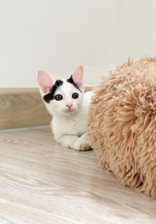Obi-wan Catnobi - Domestic Short Hair Cat