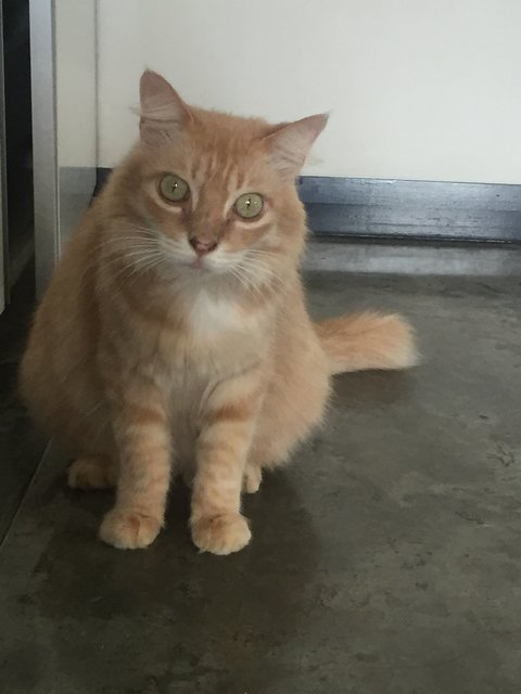Sandy  - Domestic Medium Hair Cat
