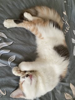 Miu - Domestic Long Hair Cat