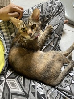 Luna - Tabby + Domestic Short Hair Cat