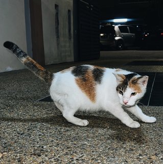Girl - Calico Cat