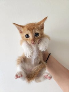 Cute Baby Cats - Domestic Short Hair Cat