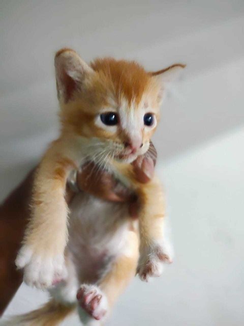 Orange,oreo,blacky,mickey - Domestic Short Hair Cat